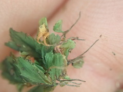 Hymenophyllum minimum