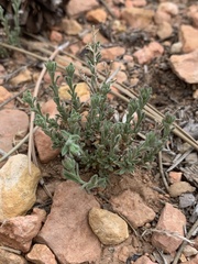 Chaetopappa ericoides