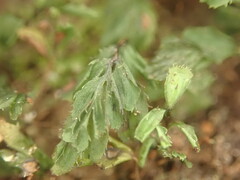 Hymenophyllum minimum