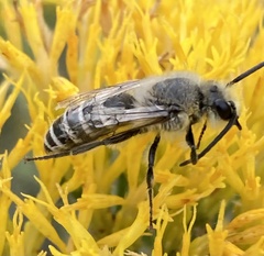 Colletes