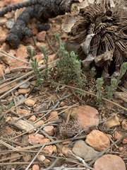 Chaetopappa ericoides