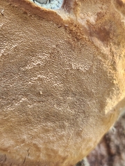 Phellinus tremulae