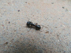Camponotus compressus