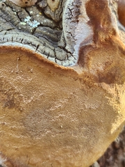 Phellinus tremulae