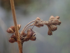 Juncus distegus