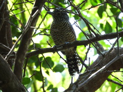 Thamnophilus doliatus