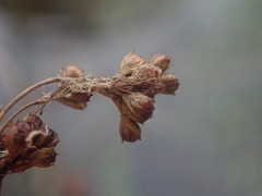 Juncus distegus