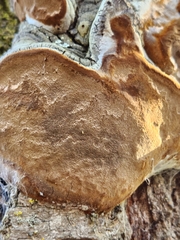 Phellinus tremulae