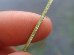 Juncus distegus