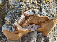 Phellinus tremulae