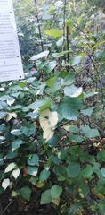 Actinidia kolomikta