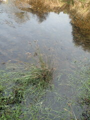 Juncus distegus