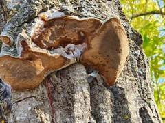 Phellinus tremulae