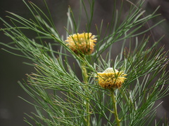 Isopogon anethifolius