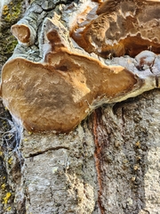 Phellinus tremulae