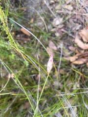 Johnsonia lupulina