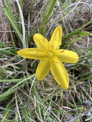 Hypoxis hygrometrica