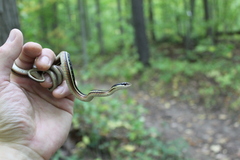 Thamnophis saurita septentrionalis