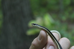 Thamnophis saurita septentrionalis