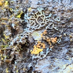 Physcia dubia