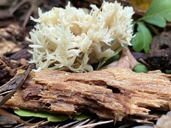 Clavulina coralloides