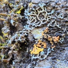 Physcia dubia