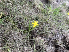 Hypoxis hygrometrica