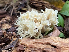 Clavulina coralloides