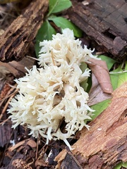 Clavulina coralloides