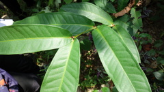 Syzygium samarangense