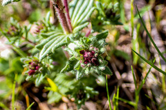 Parentucellia latifolia