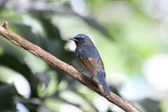 Cyornis glaucicomans