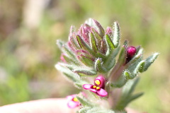Parentucellia latifolia