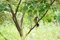Pterorhinus perspicillatus
