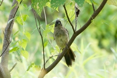 Pterorhinus perspicillatus