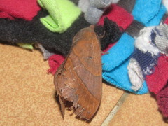 Lajonquierea derunoides