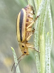Trirhabda nitidicollis