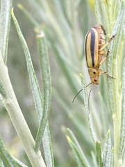 Trirhabda nitidicollis
