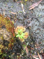 Drosera pulchella