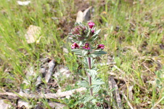 Parentucellia latifolia