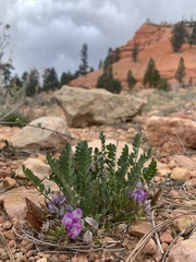 Astragalus megacarpus