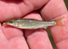 Campostoma oligolepis