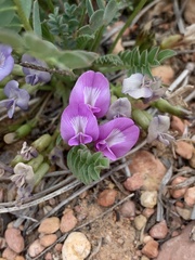 Astragalus megacarpus