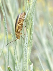 Trirhabda nitidicollis