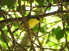 Todirostrum cinereum