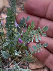 Astragalus megacarpus