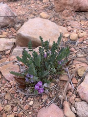 Astragalus megacarpus