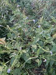 Heliotropium indicum