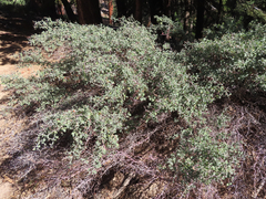 Ceanothus cordulatus