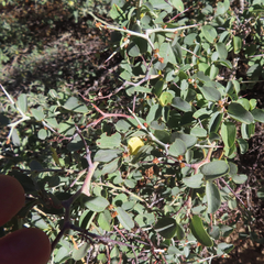 Ceanothus cordulatus